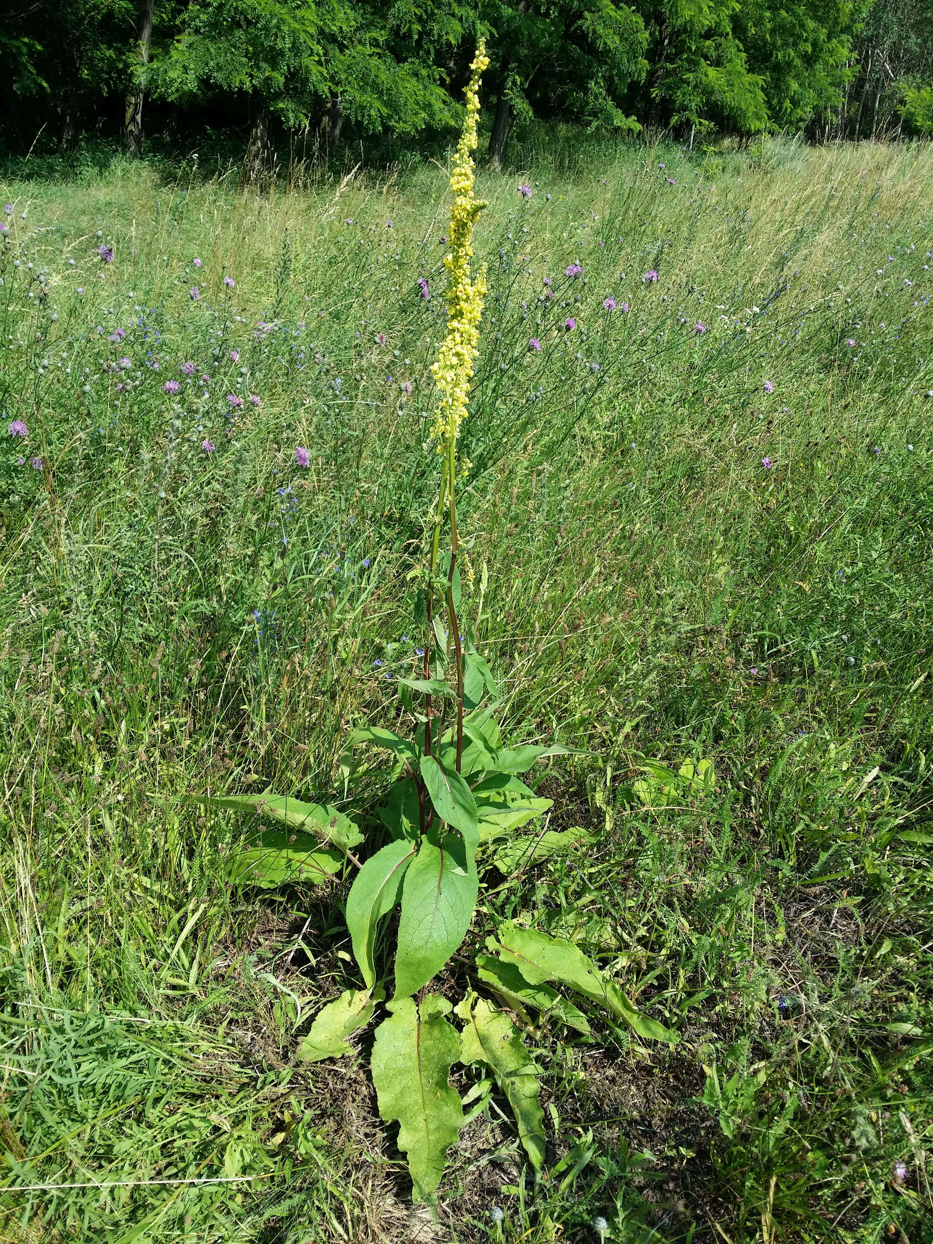 Verbascum nigrum L. resmi