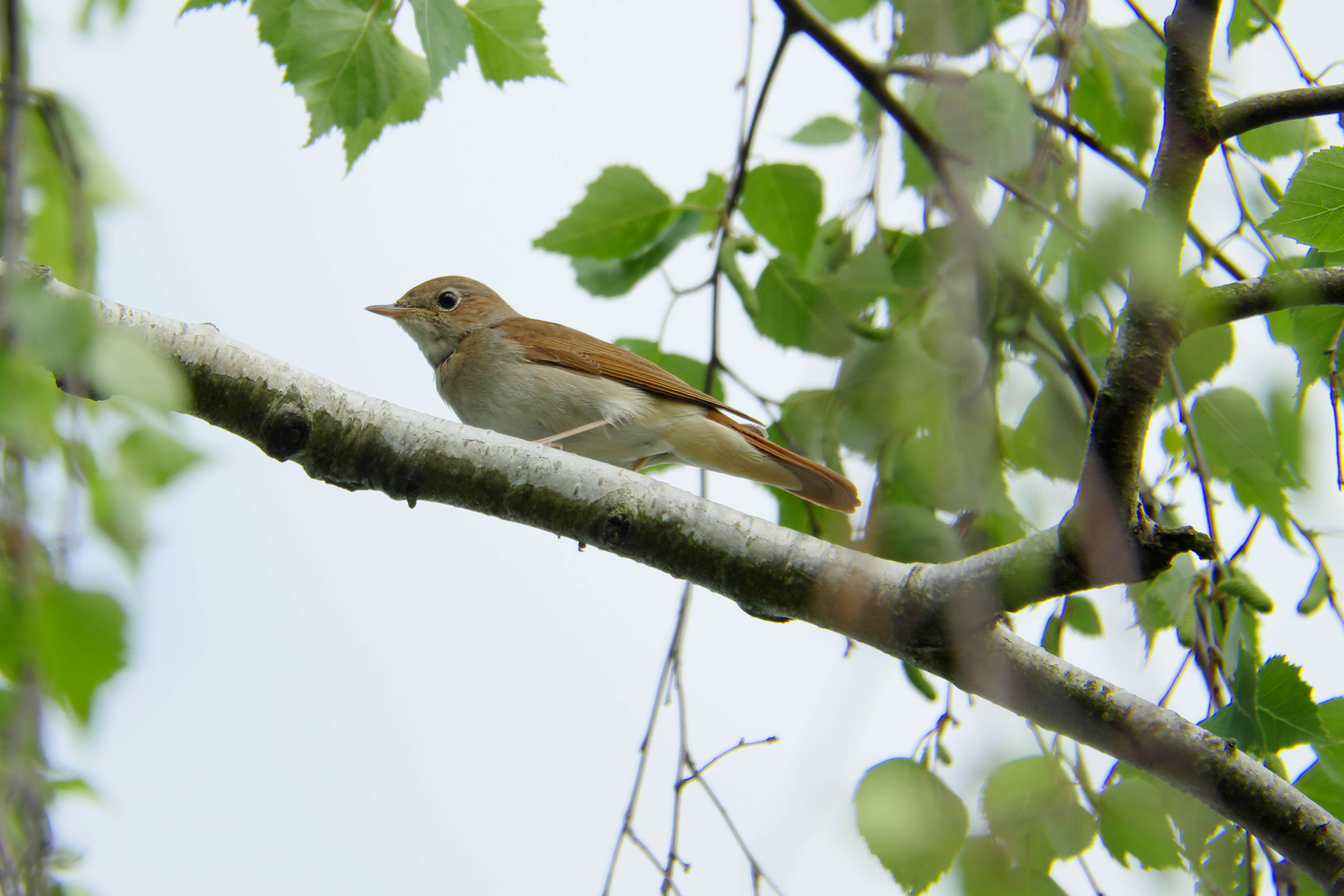 Image of nightingale, common nightingale