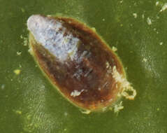 Image of convex slippersnail