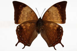 Imagem de Charaxes amycus Felder 1861