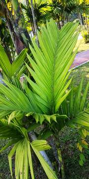 Image of Areca triandra Roxb. ex Buch.-Ham.