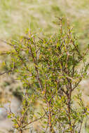 Image of maidenhair vine