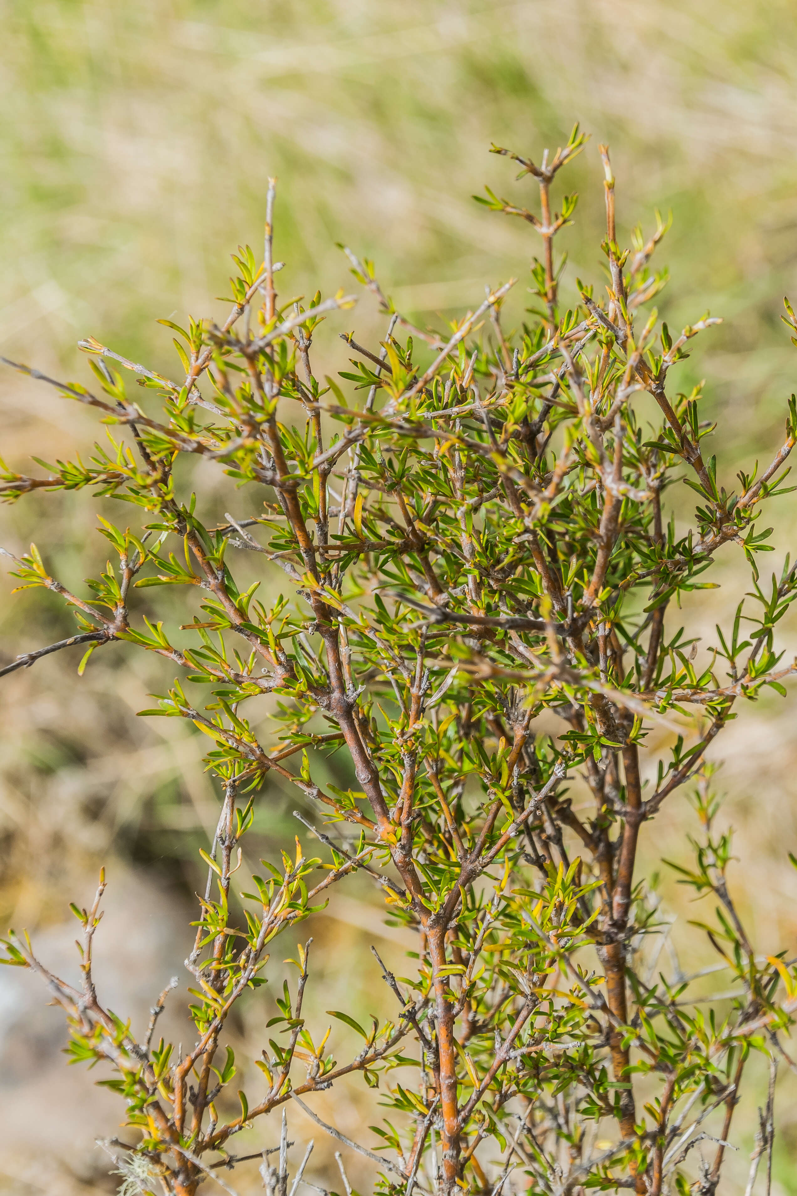 Image of maidenhair vine