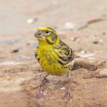 Image of serin, european serin