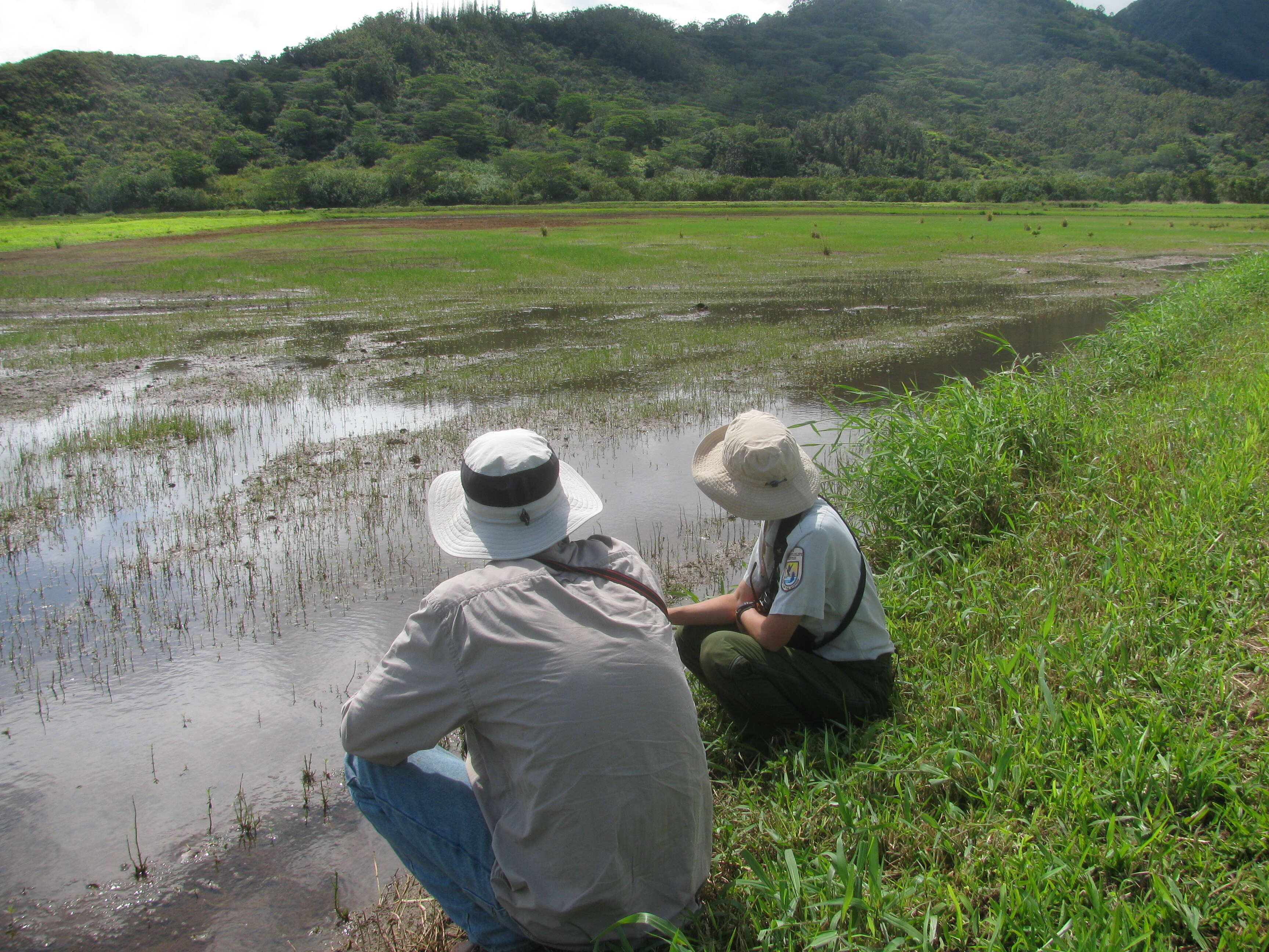 Image of Grass-Like Fimbristylis