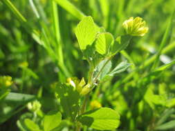 Image of Lesser Hop Trefoil