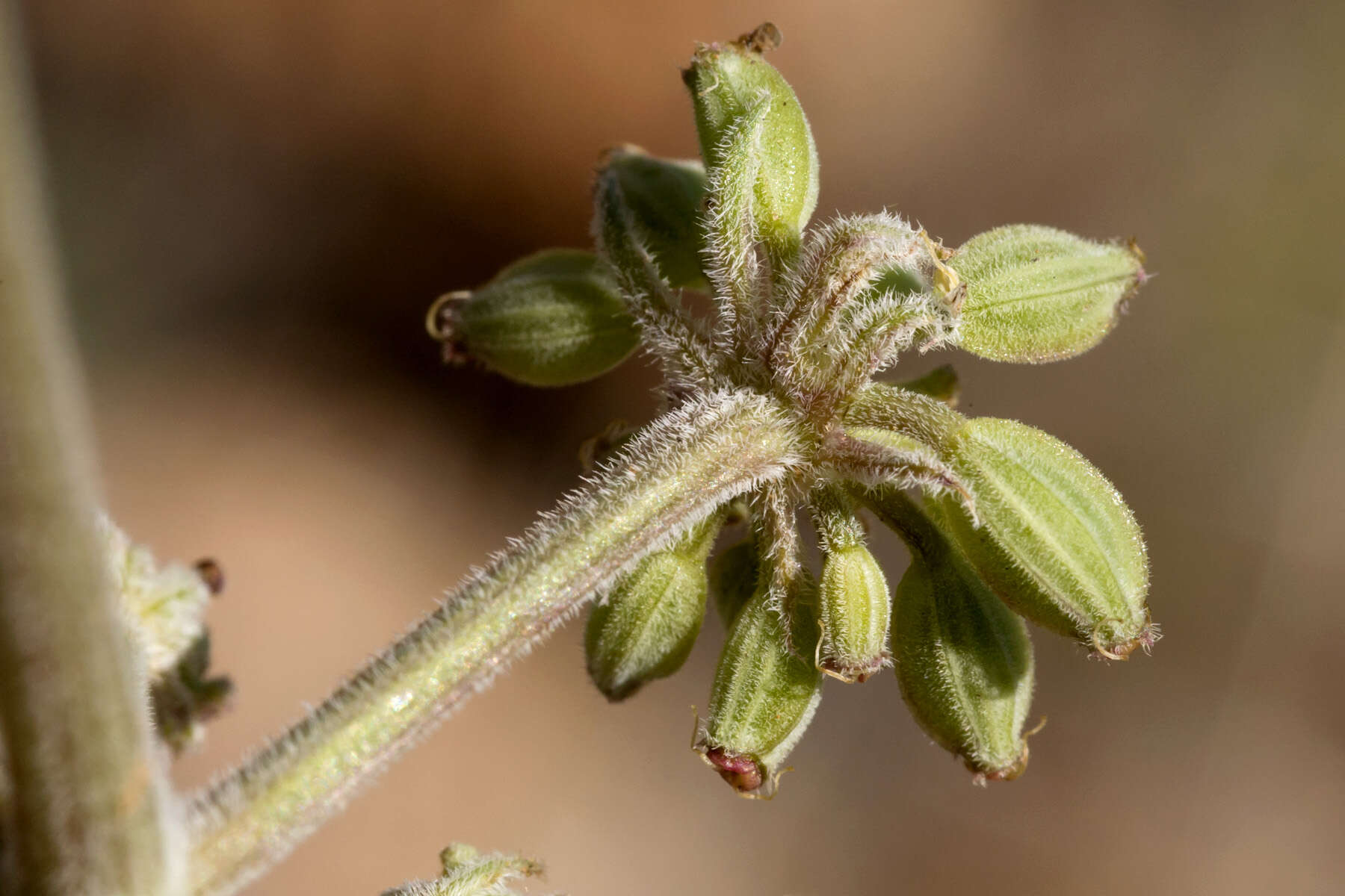 Image of desert biscuitroot