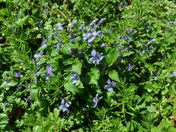 Image of common dog-violet