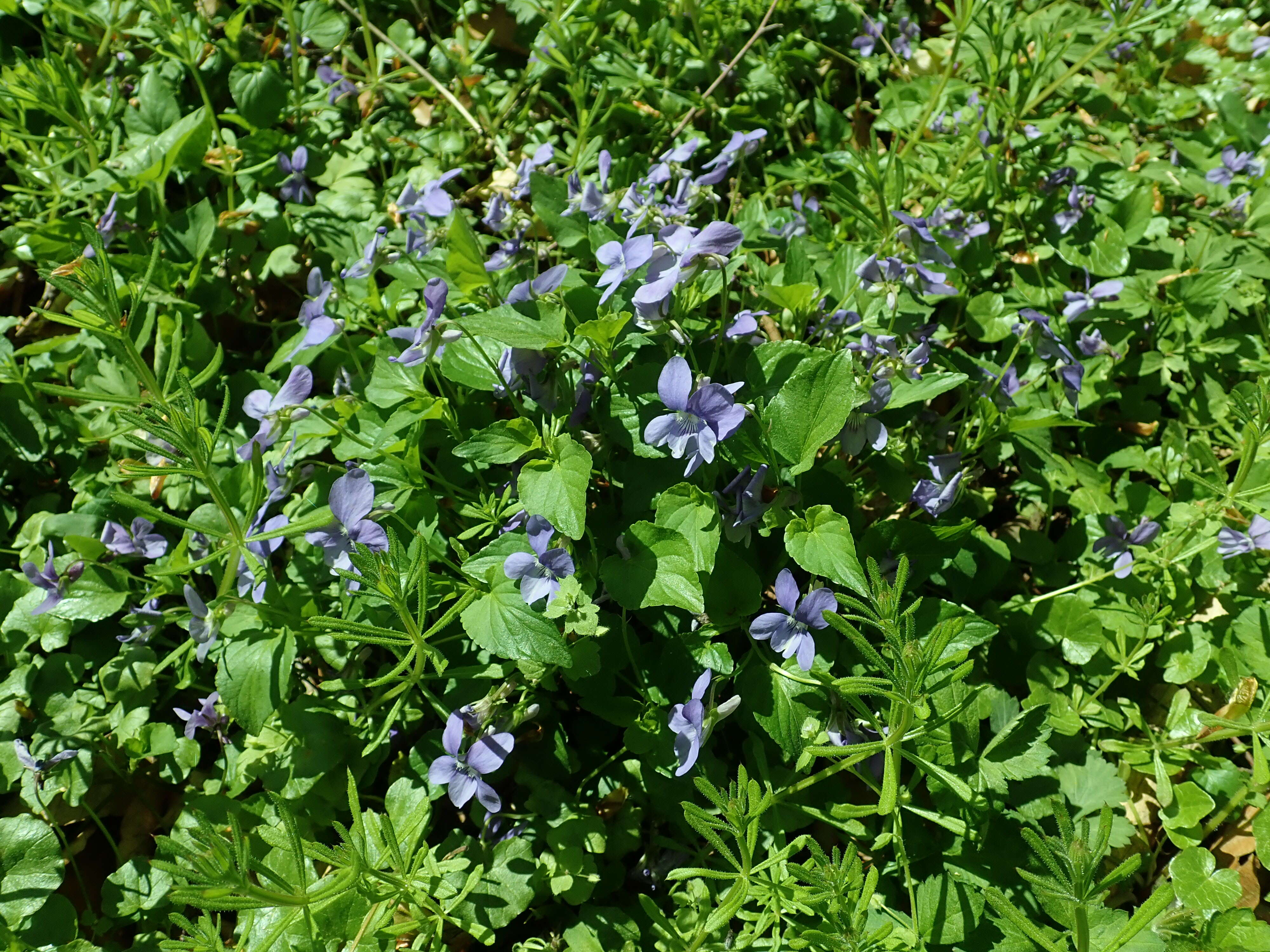 Image of common dog-violet