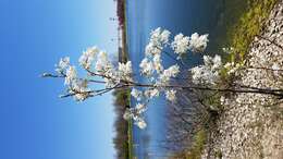 Image of Allegheny Serviceberry