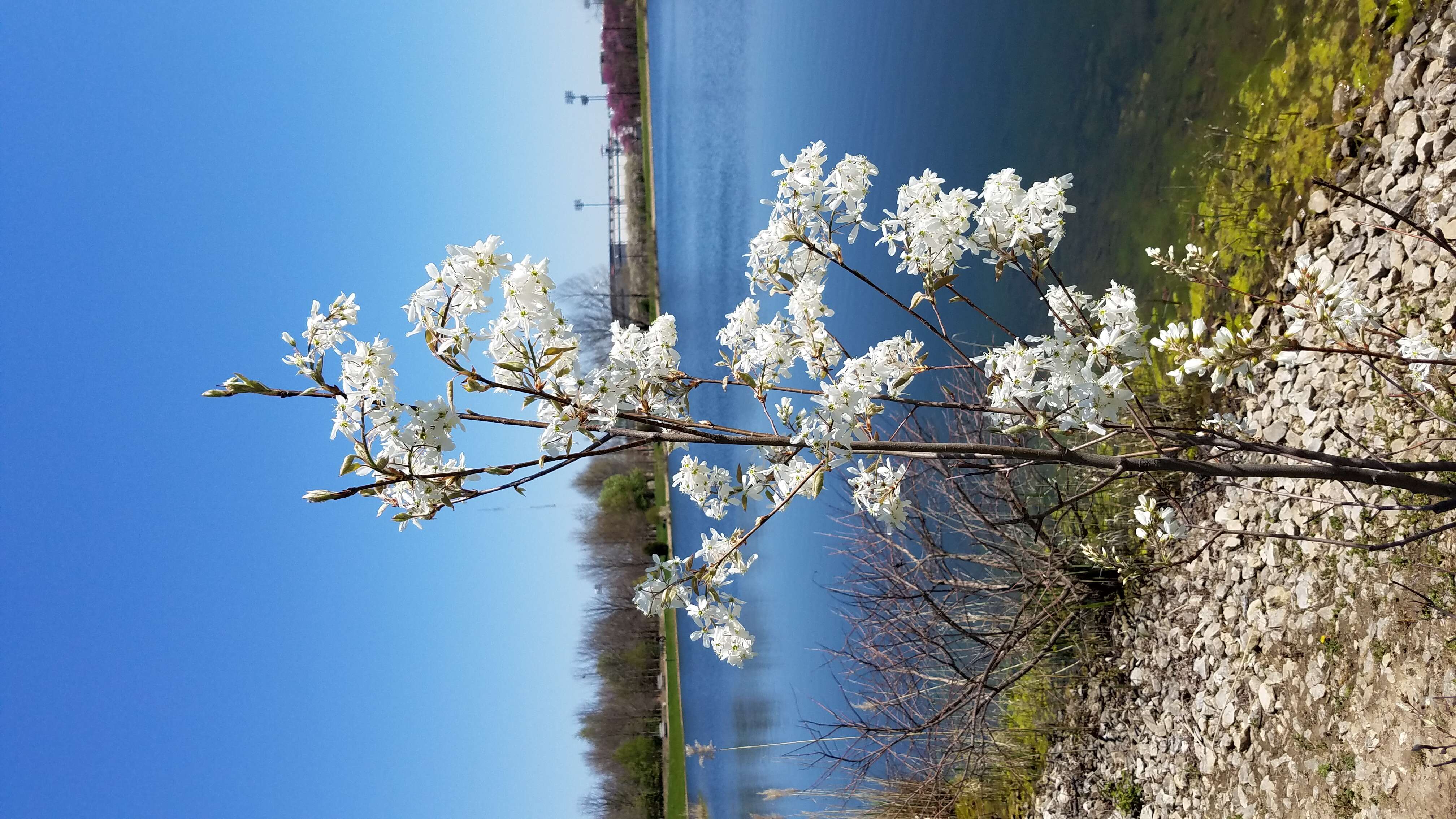 Image de Amelanchier laevis Wieg.