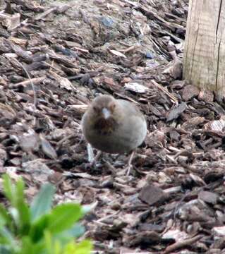 Image of California Towhee