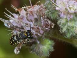 Image of Anthidium maculosum Cresson 1878