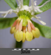 Image of rampion mignonette