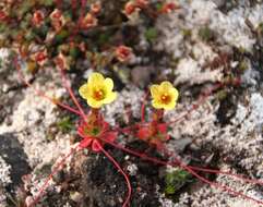 Imagem de Saxifraga platysepala (Trautv.) Tolm.