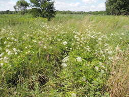 Imagem de Chaerophyllum aromaticum L.