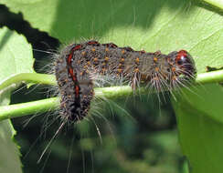 Image of Speared Dagger Moth