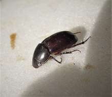 Image of Night-flying Dung Beetle