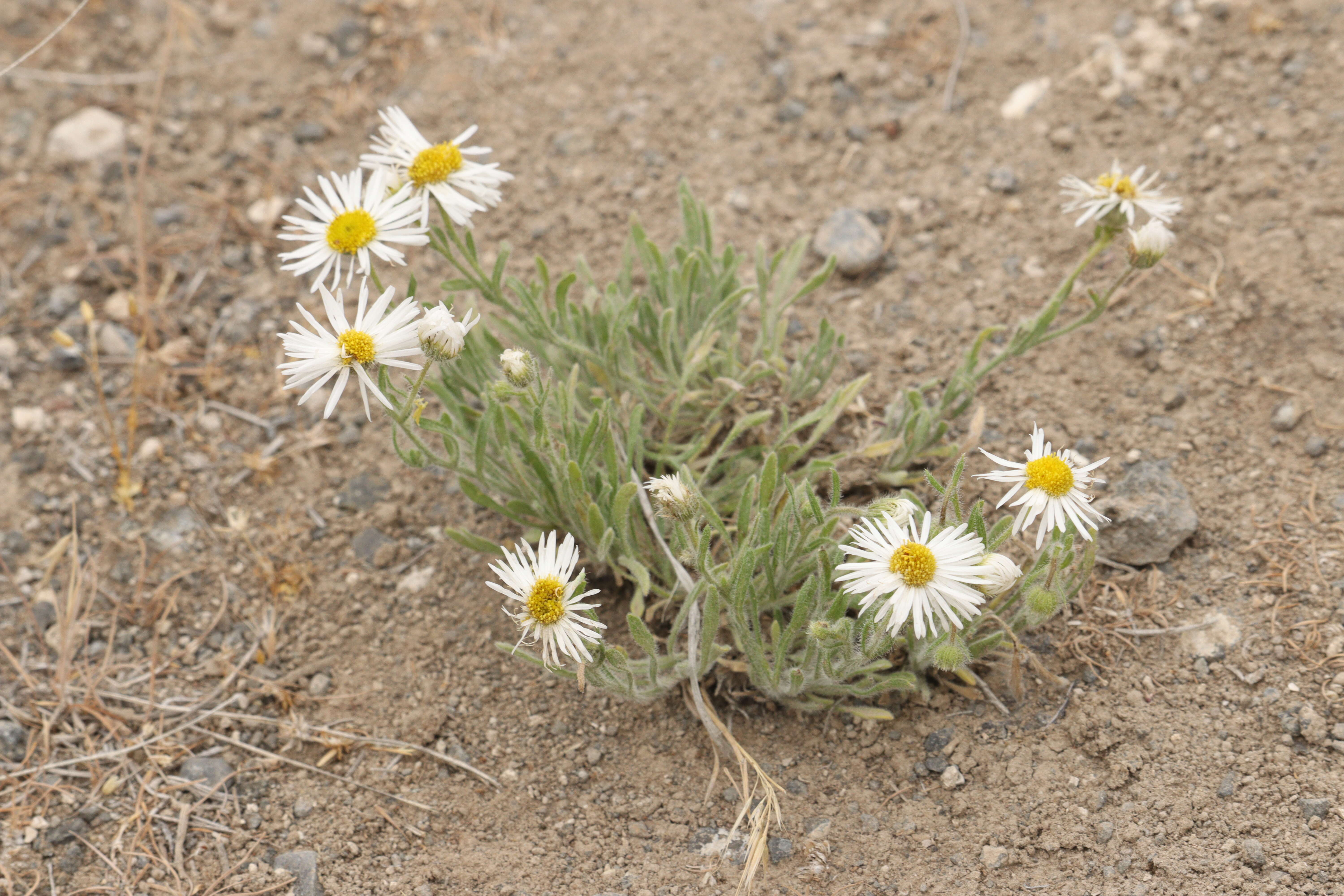 Imagem de Erigeron filifolius (Hook.) Nutt.