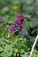 Plancia ëd Corydalis solida (L.) Clairv.