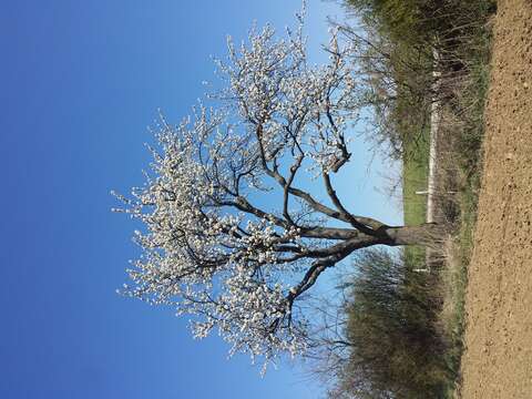 Image of gean, wild cherry