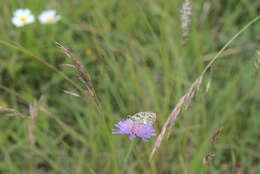 Слика од Knautia arvensis (L.) Coulter