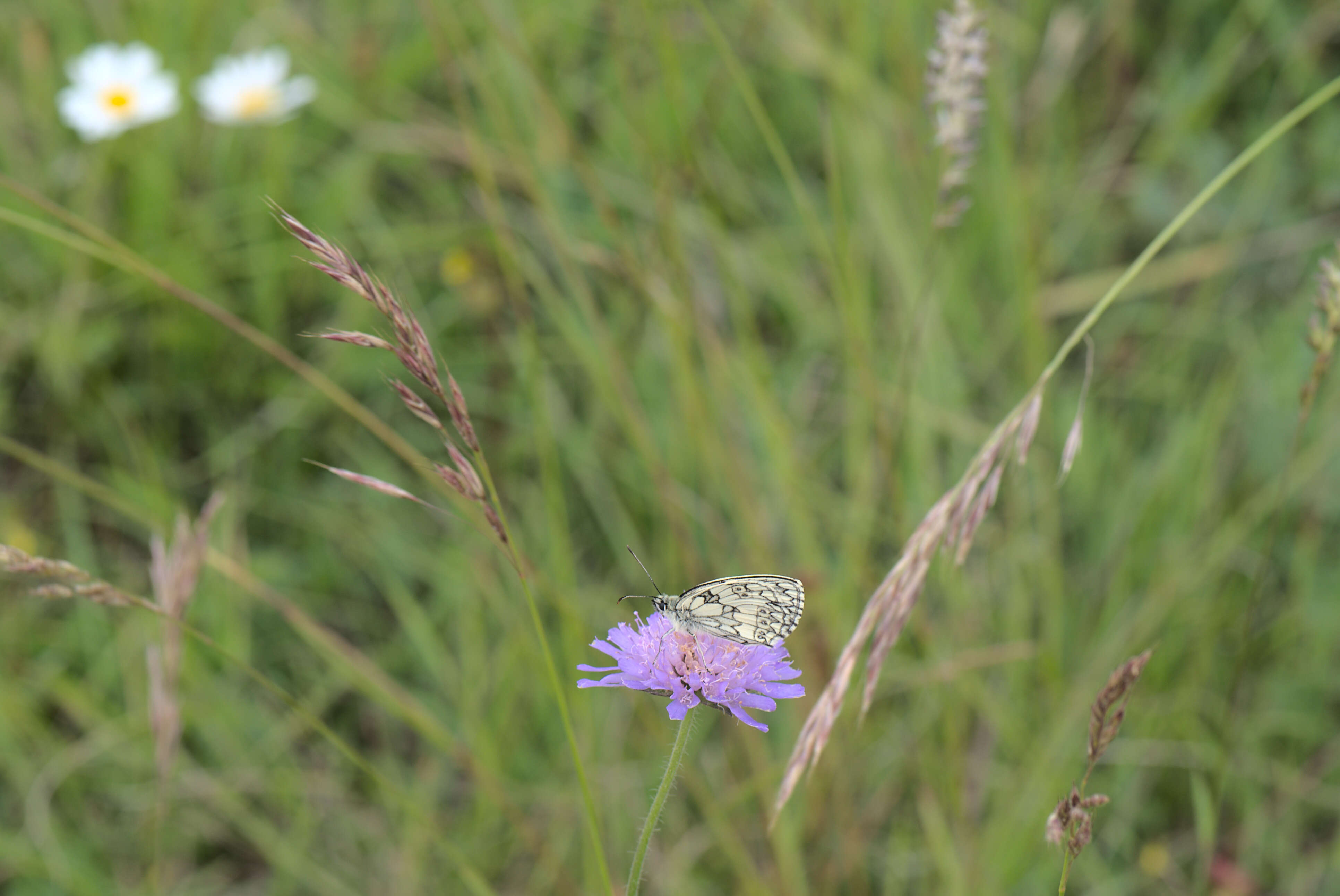 Слика од Knautia arvensis (L.) Coulter