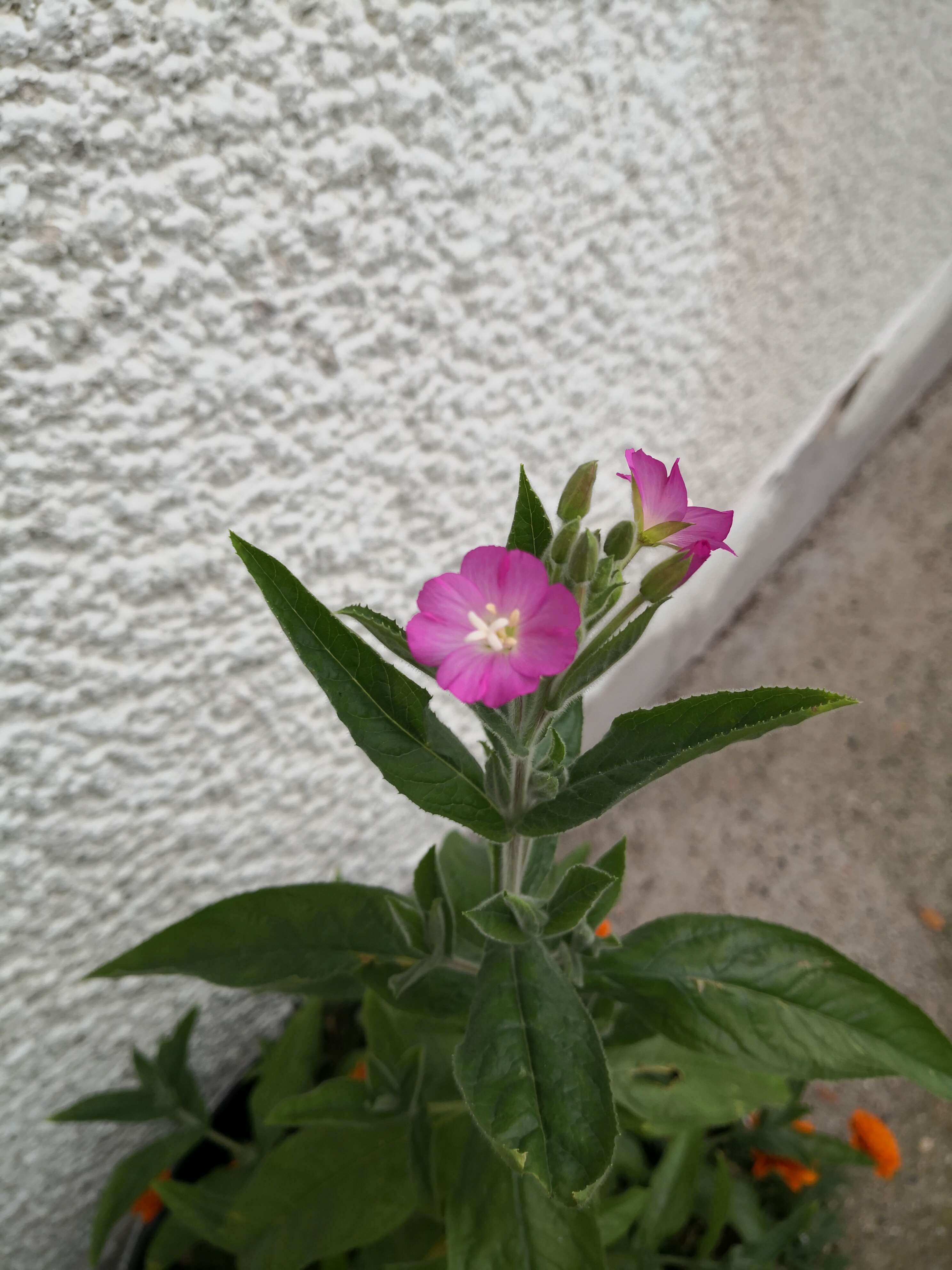 Image of willowherb