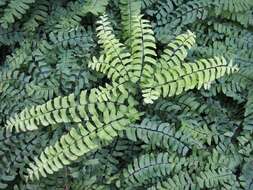 Image of Northern maidenhair fern