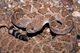 Image of Western Diamond-backed Rattlesnake