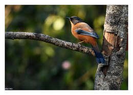 Image of Rufous Sibia