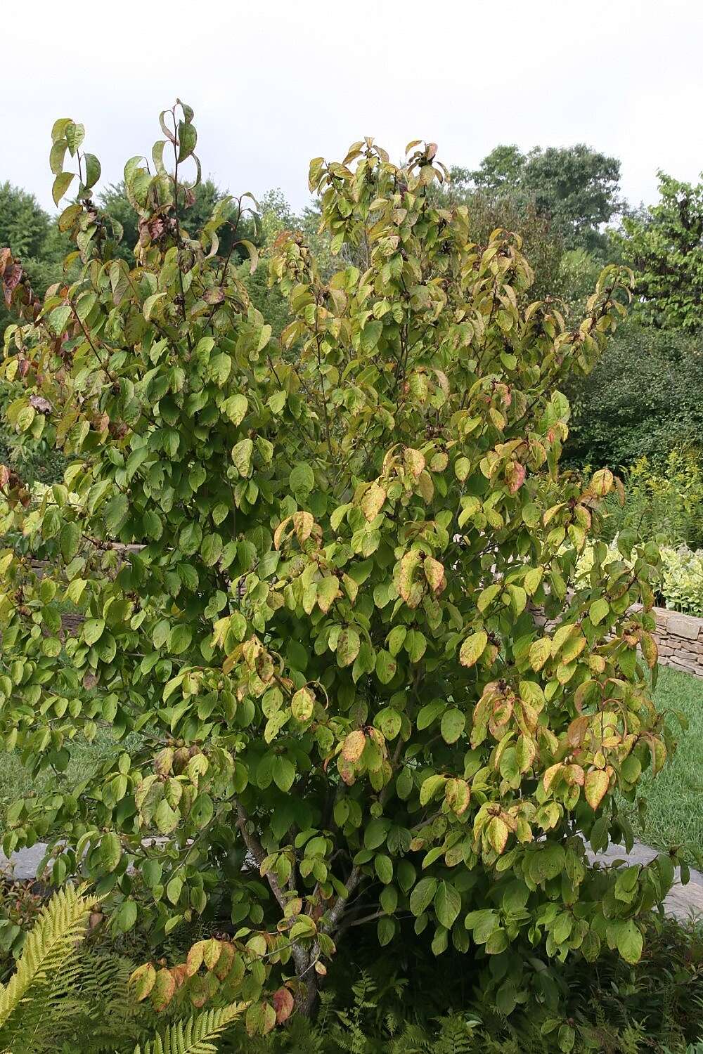 Imagem de Stewartia ovata (Cav.) Weatherby