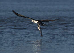 Image of ospreys