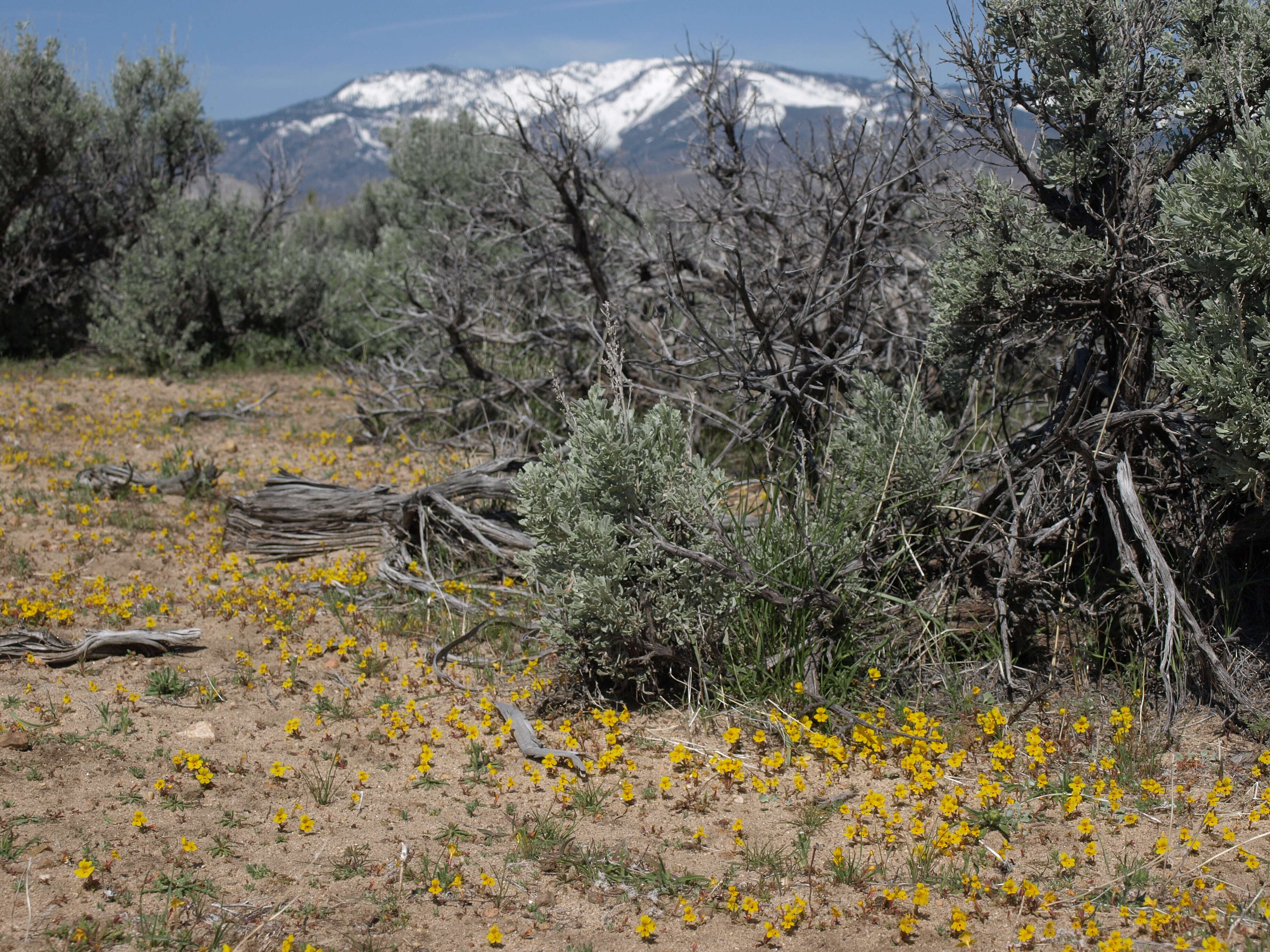 Image of Carson Valley monkeyflower