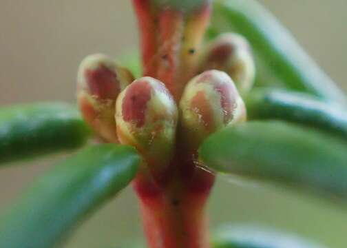 Image of black crowberry