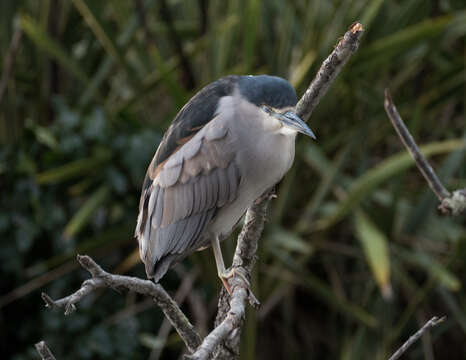 Image of Night Herons