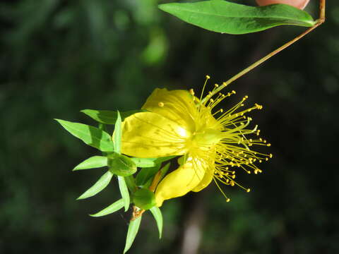 Image of Hypericum oblongifolium Choisy