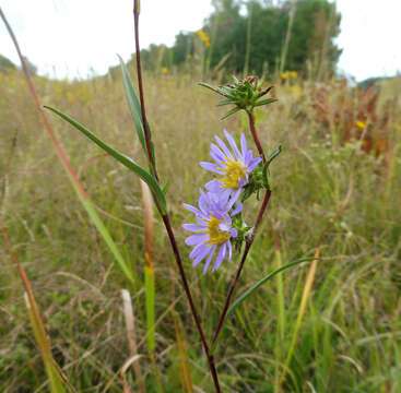 Image of southern prairie aster