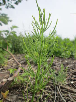 Image of field horsetail