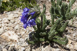 Image of sticky polemonium