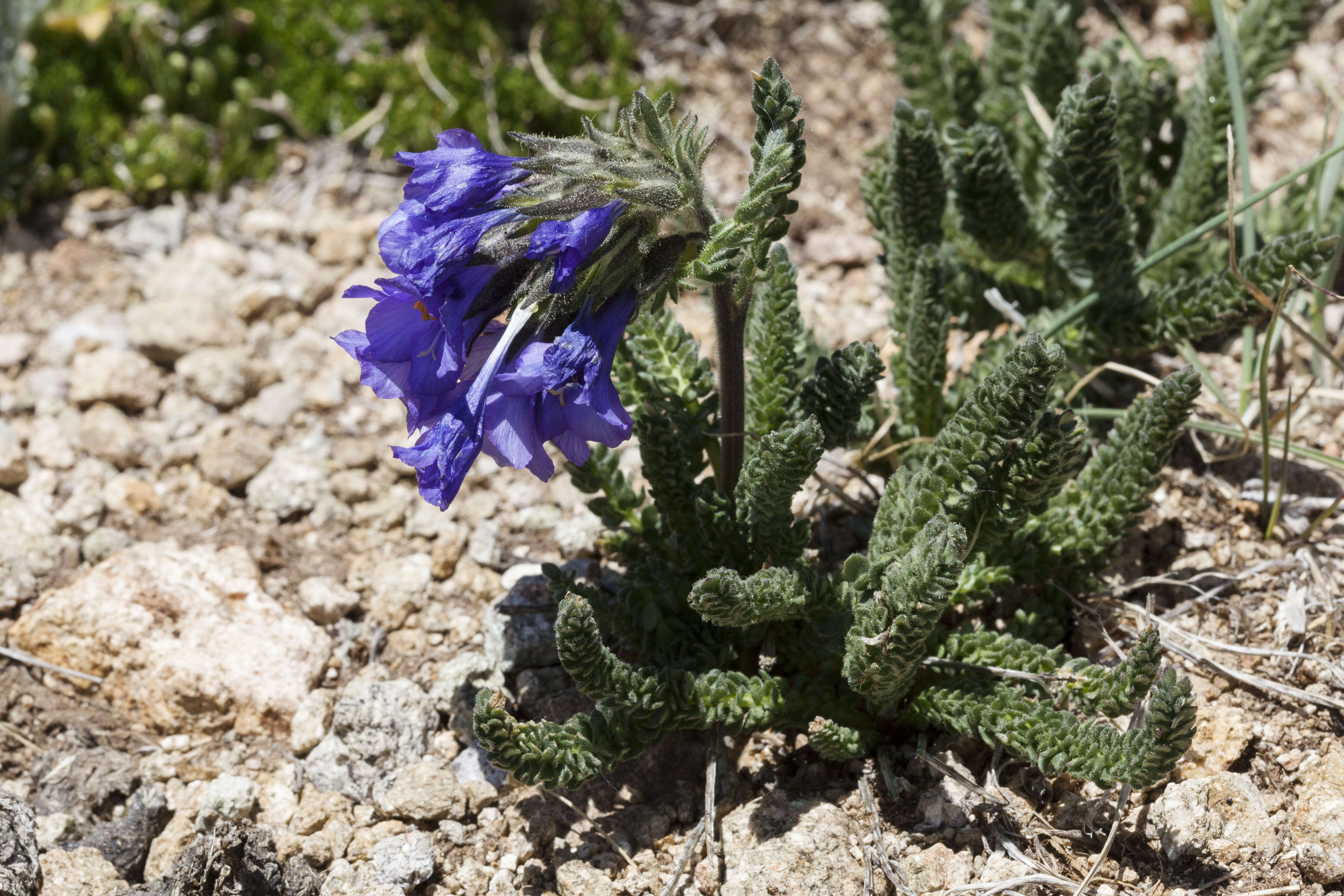 Image de Polemonium viscosum Nutt.