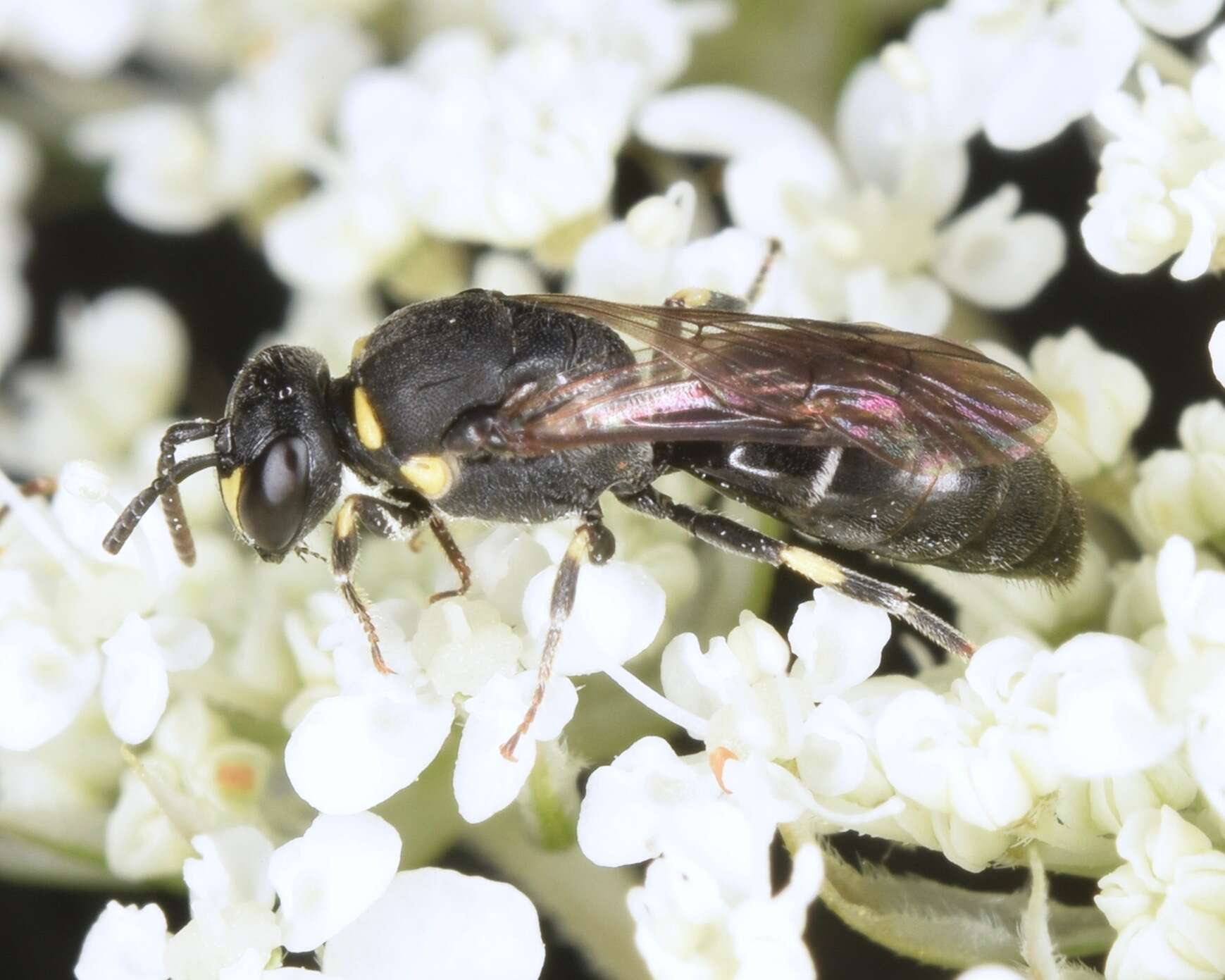 Hylaeus modestus Say 1837 resmi