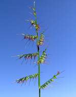 Image of Long-Leaf Basket Grass