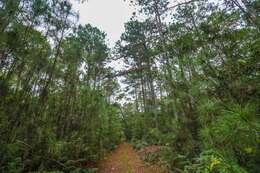 Image of Slash Pine