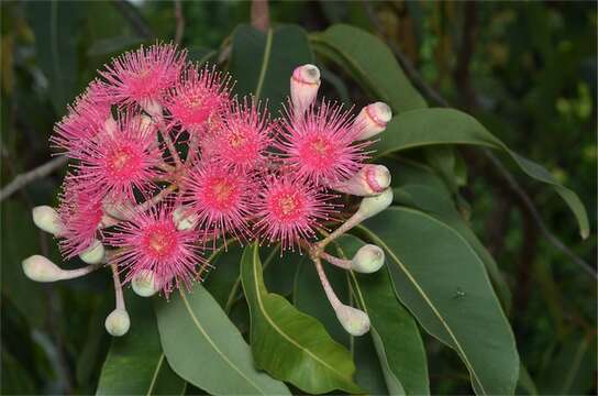 Image of Corymbia ptychocarpa (F. Müll.) K. D. Hill & L. A. S. Johnson