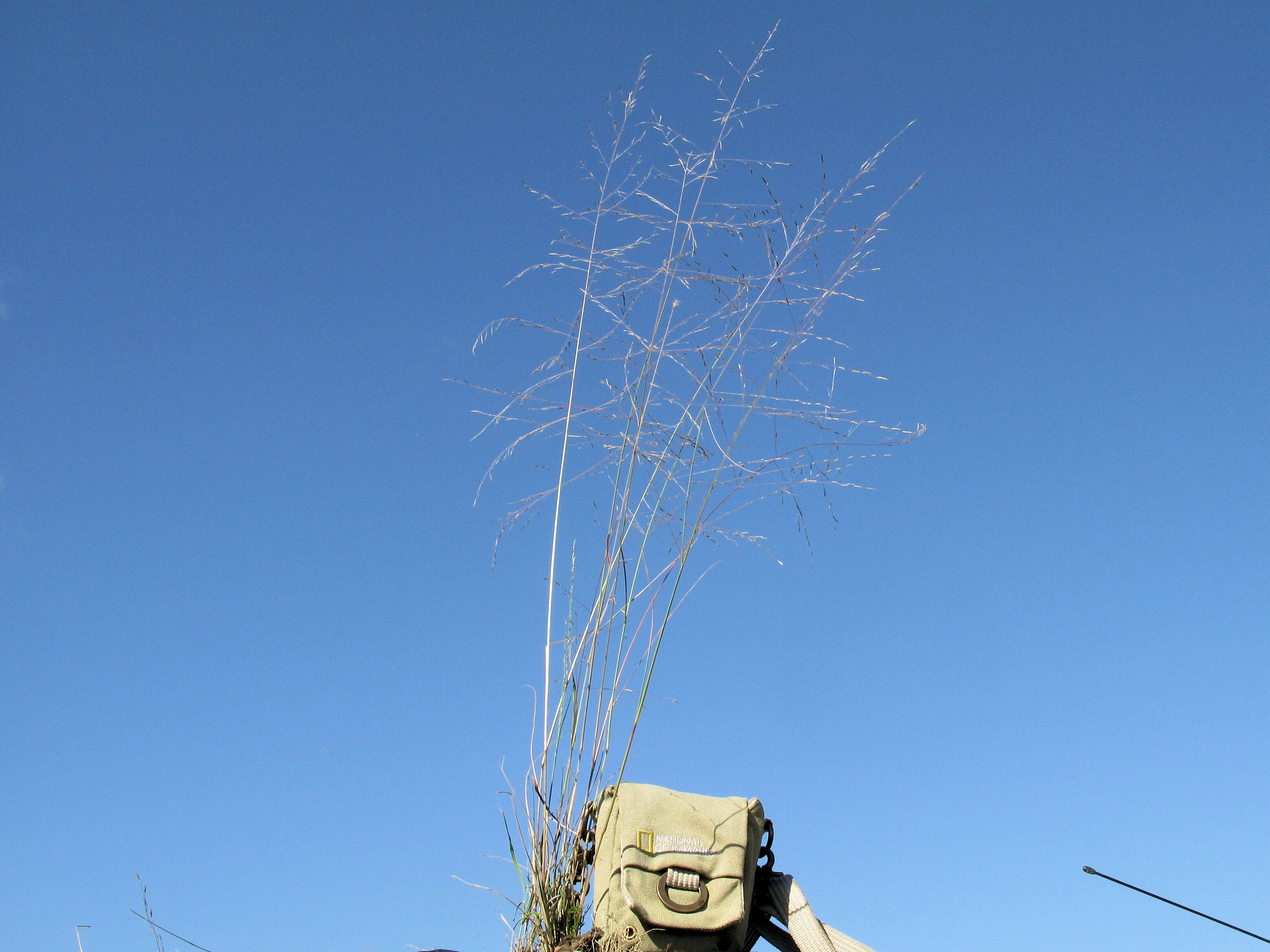 Image de Eragrostis parviflora (R. Br.) Trin.