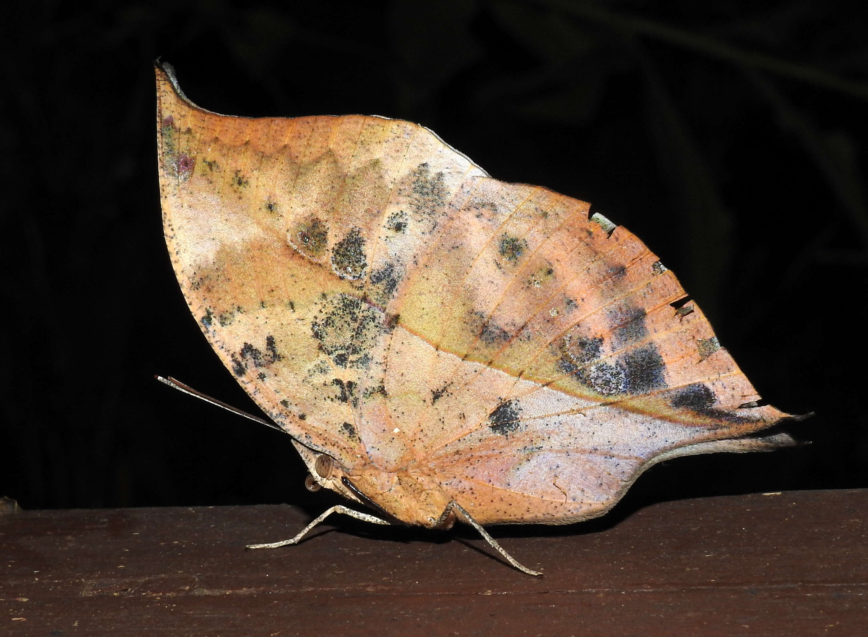 Image of Sahyadri blue oakleaf