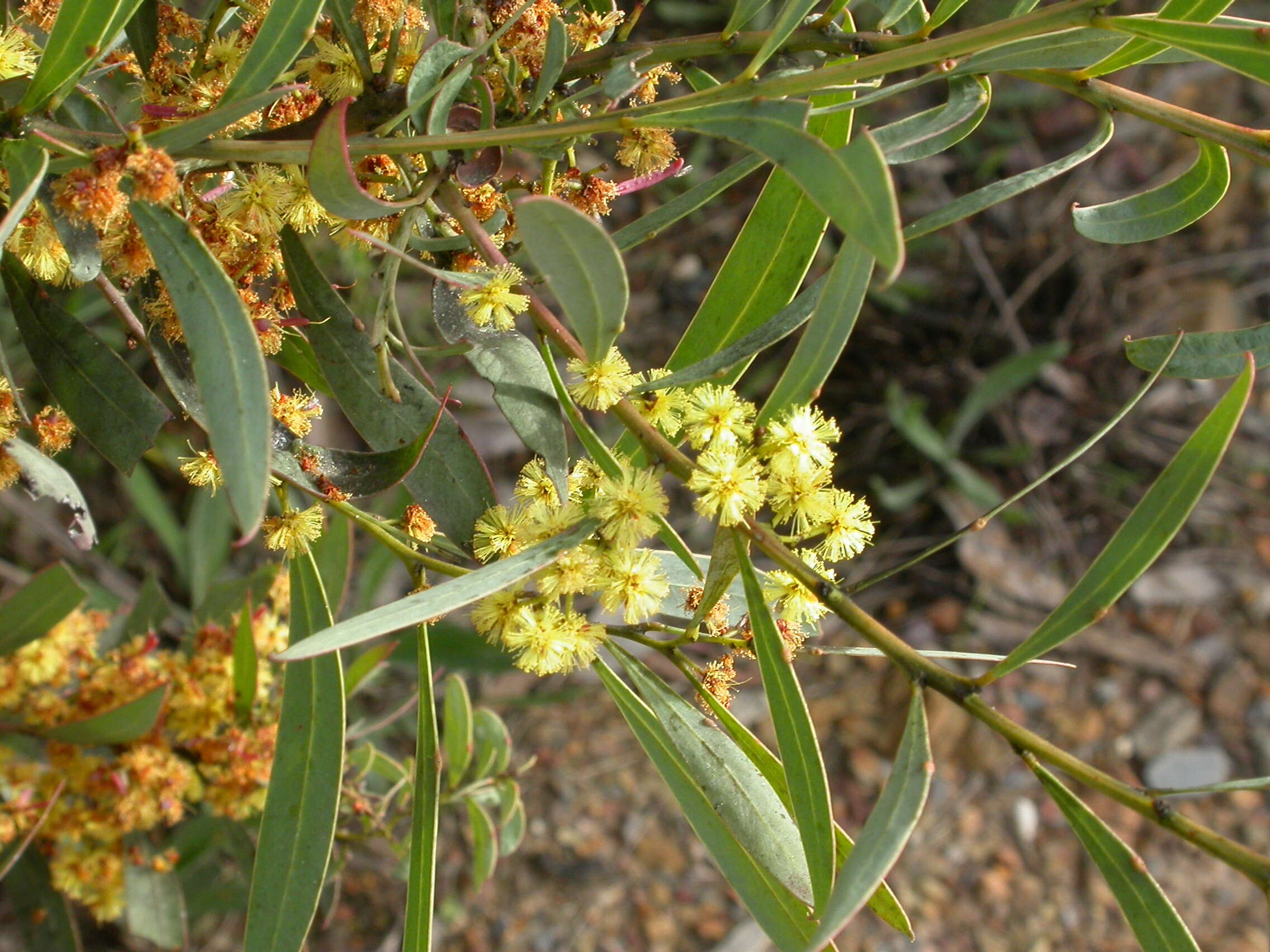 Image of red-leaf wattle