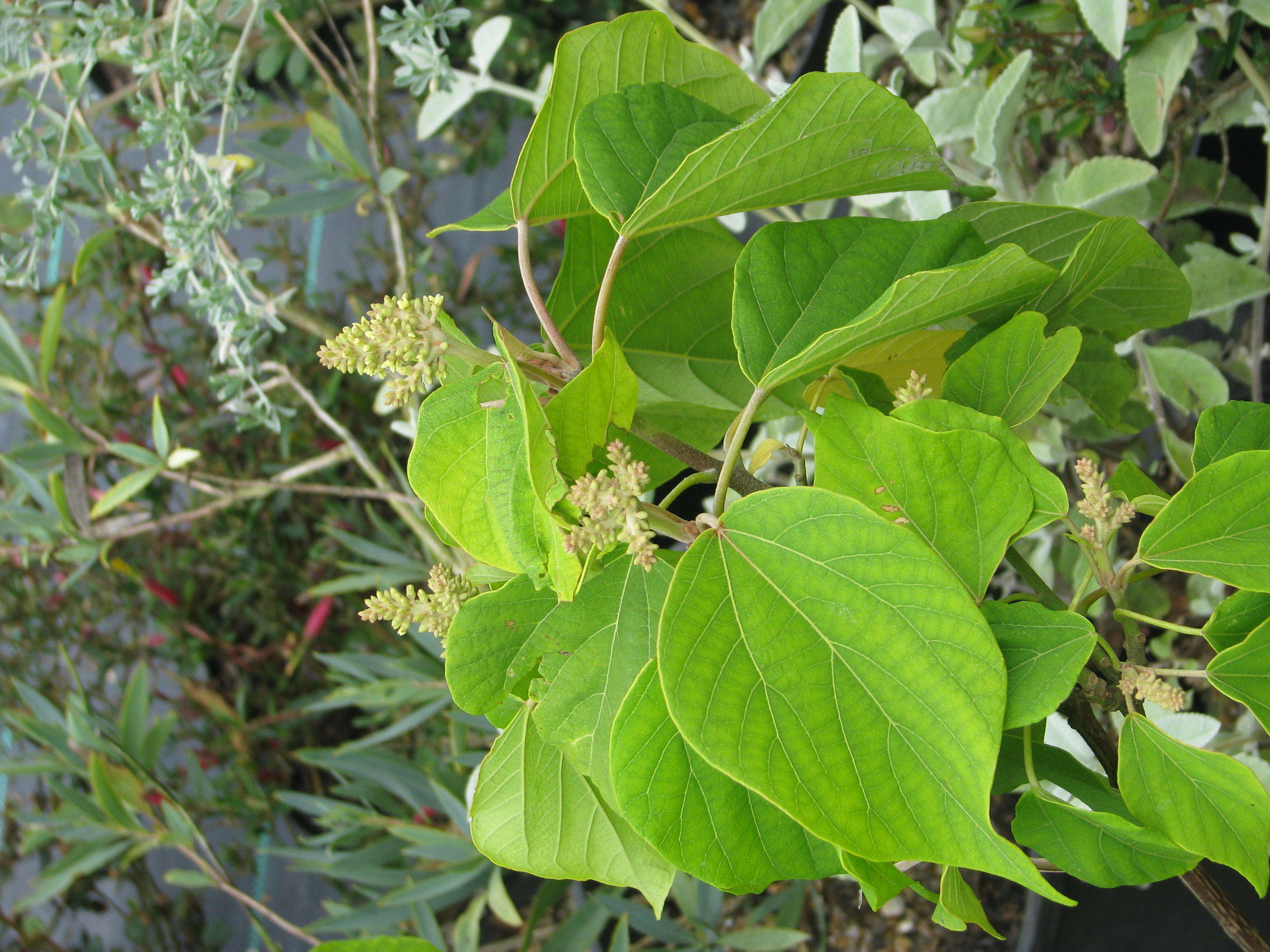 Image of Mallotus japonicus (L. fil.) Müll. Arg.