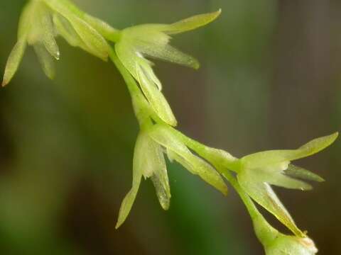 Image of Acianthera caldensis (Hoehne & Schltr.) F. Barros